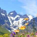 As plantas perenes alpinas