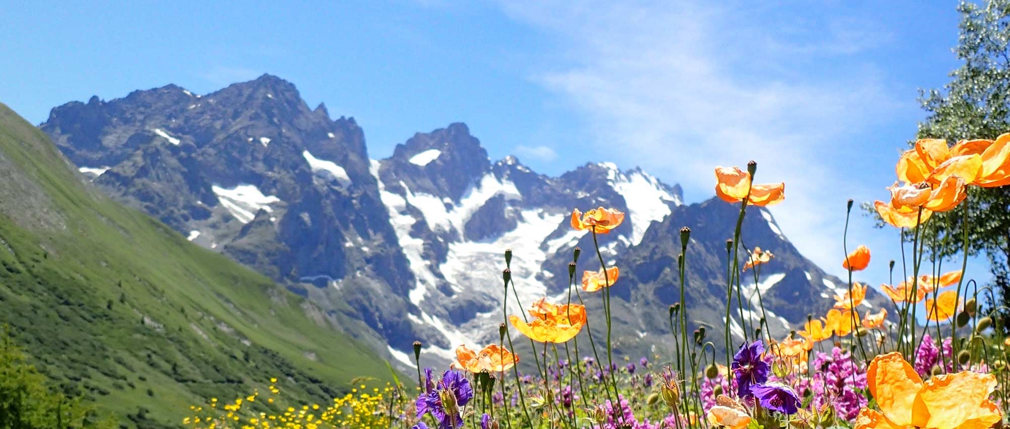 As plantas perenes alpinas