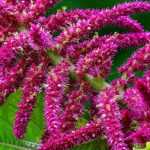 Amaranto, Amaranthus : sementeira, plantação, manutenção