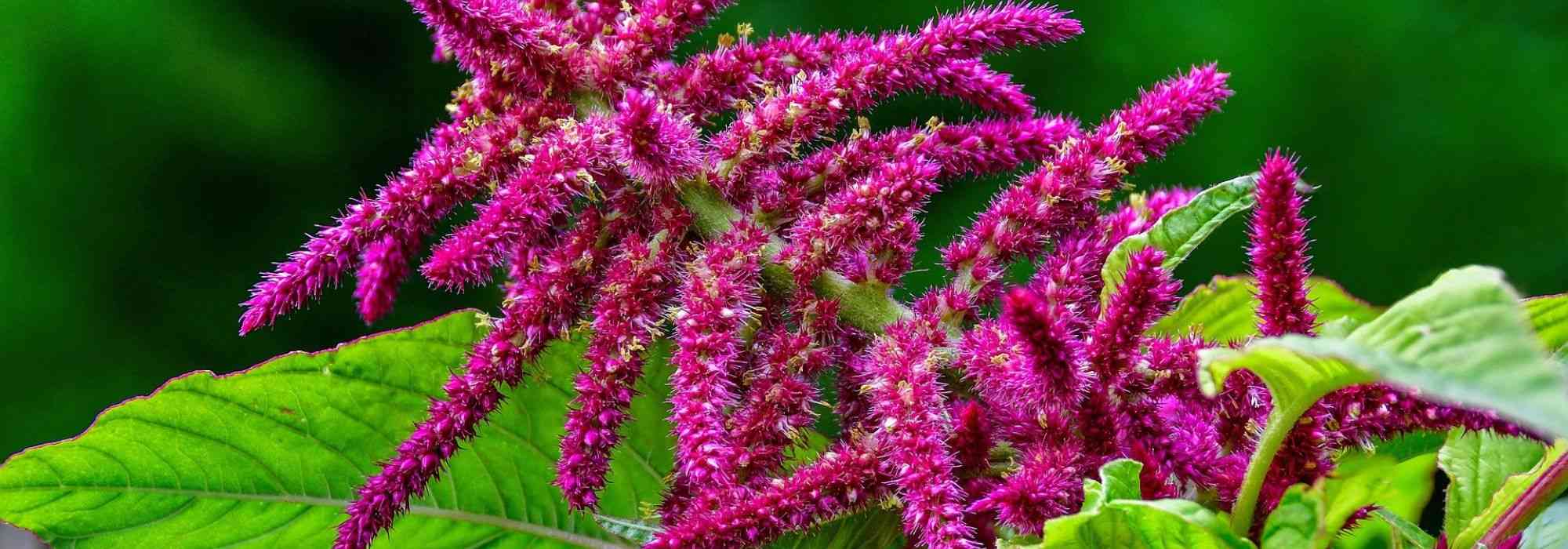 Amaranto, Amaranthus : sementeira, plantação, manutenção