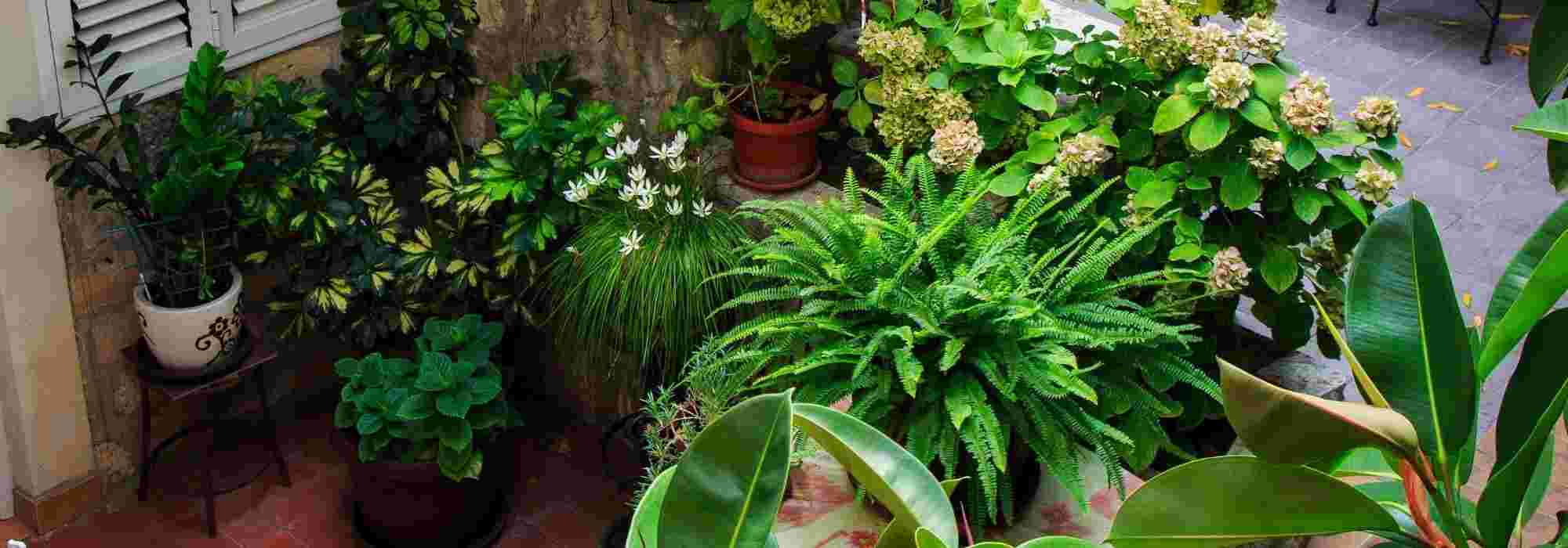Transformar um pátio num jardim encantador: ideias e conselhos