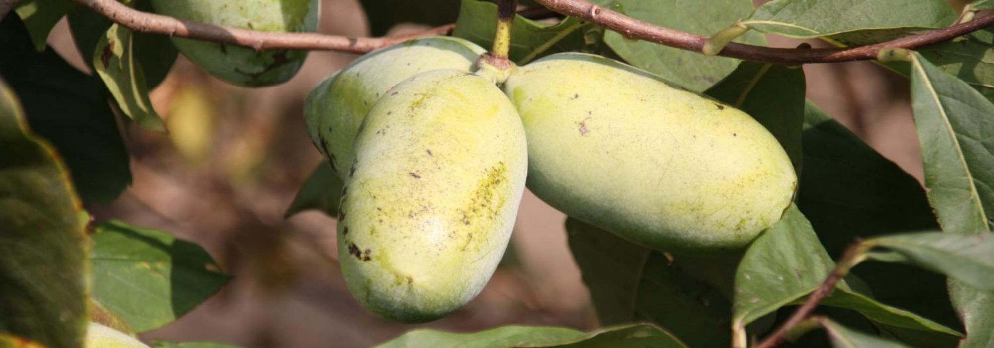Asimina trilobada, pawpaw: plantar, cultivar, colher