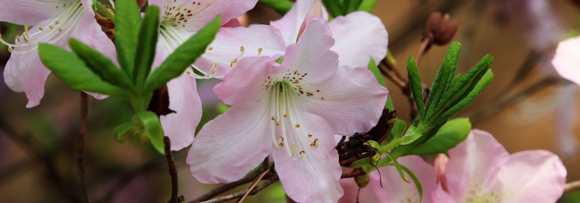 Azaleias: plantação, cultivo, poda e cuidados