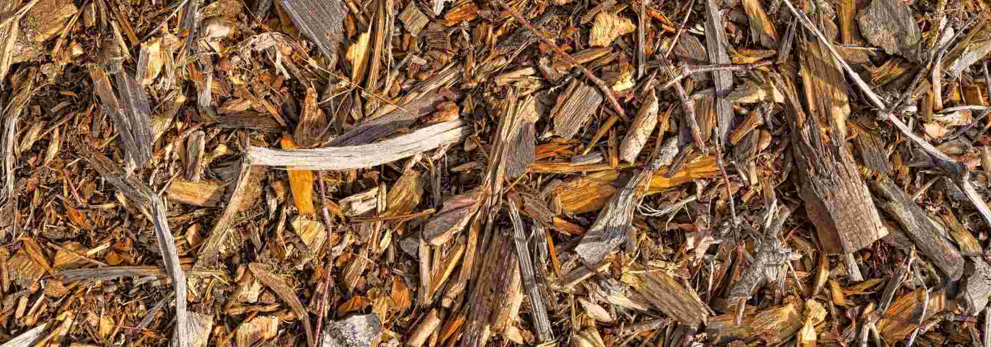 O BRF ou Madeira Ramial Fragmentada: o que é? Como utilizá-la no jardim?