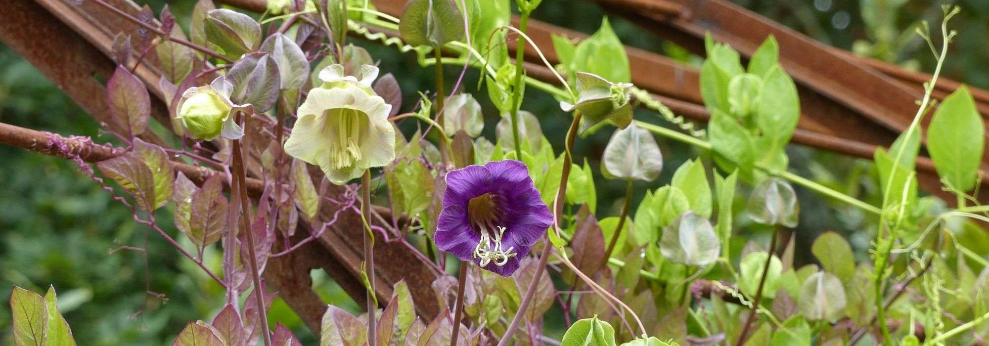 Cobeia, Cobaea scandens : sementeira, plantação