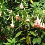 Estramônio e Brugmansia: semear, plantar e cuidar