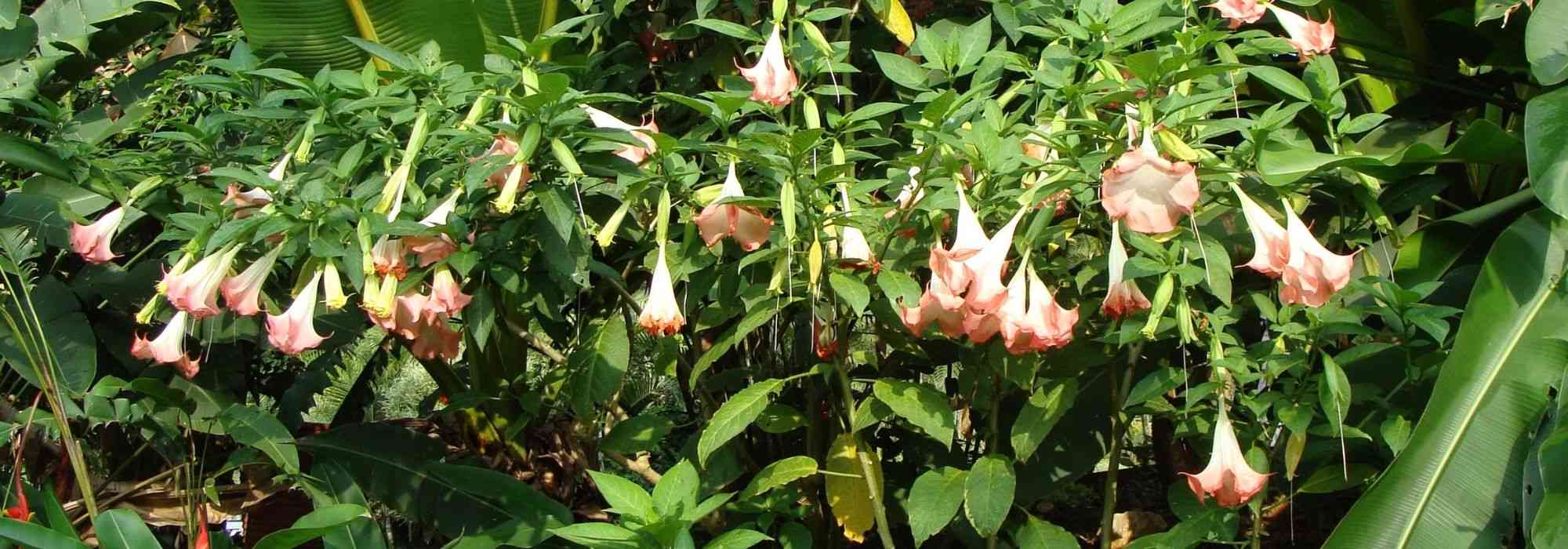 Estramônio e Brugmansia: semear, plantar e cuidar
