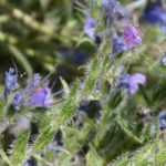 Echium, erva-viperina: semear, plantar e cuidar