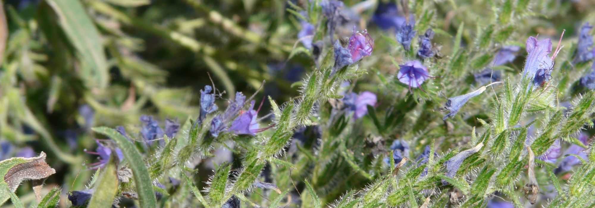 Echium, erva-viperina: semear, plantar e cuidar