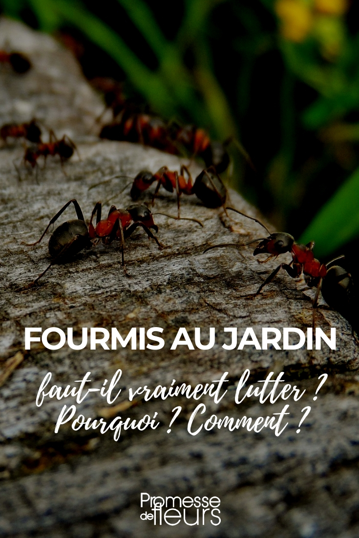 formigas no jardim