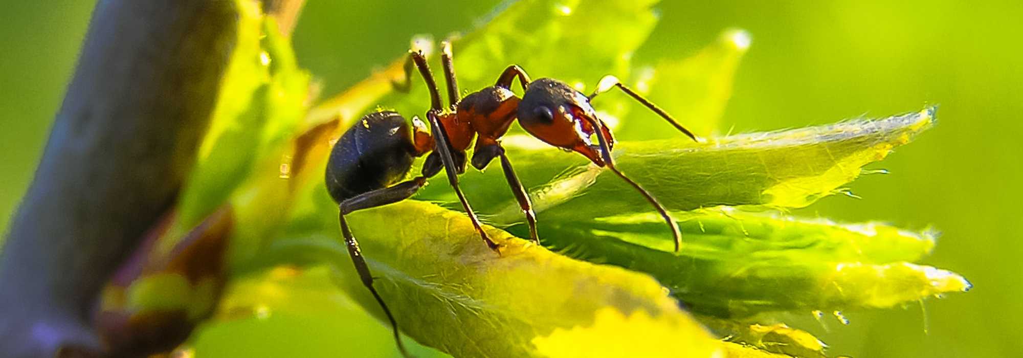 Formigas no jardim: é mesmo necessário combatê-las?