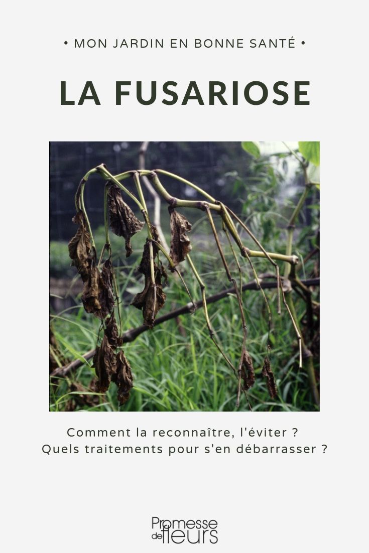 combater a fusariose