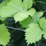 Lúpulo, Humulus lupulus: plantação, cultivo e utilização