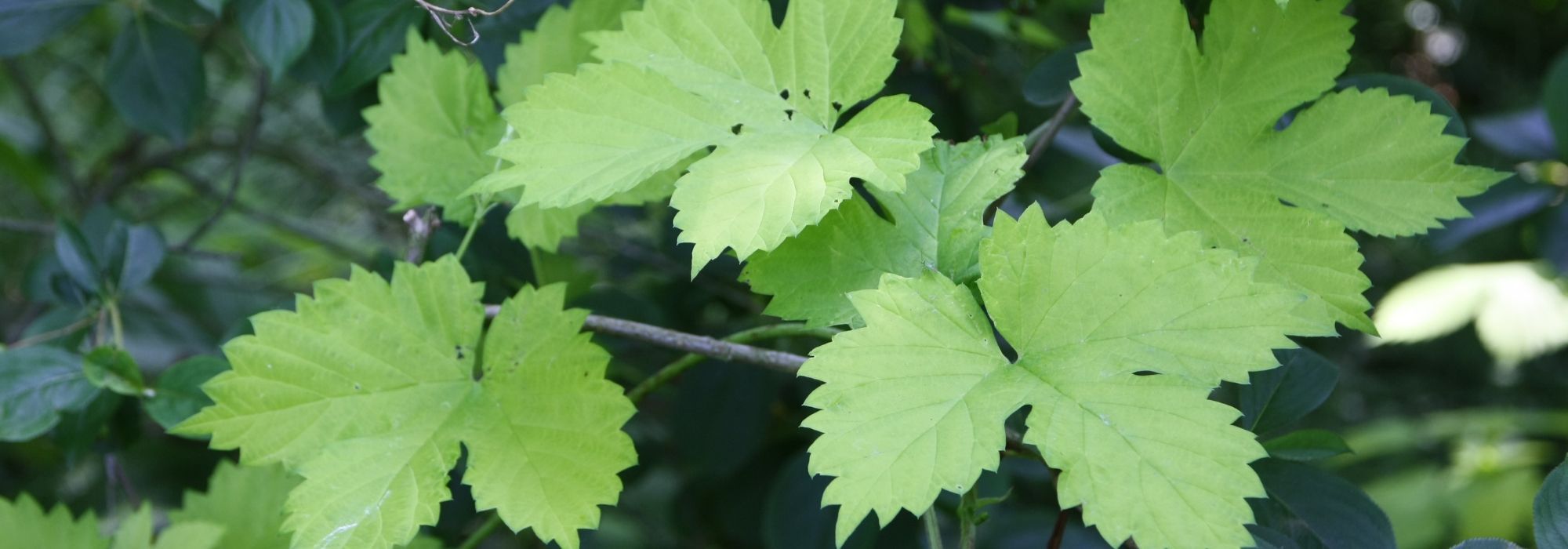 Lúpulo, Humulus lupulus: plantação, cultivo e utilização