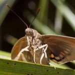 A mariposa do palmeiro, Paysandisia archon: combate, tratamento