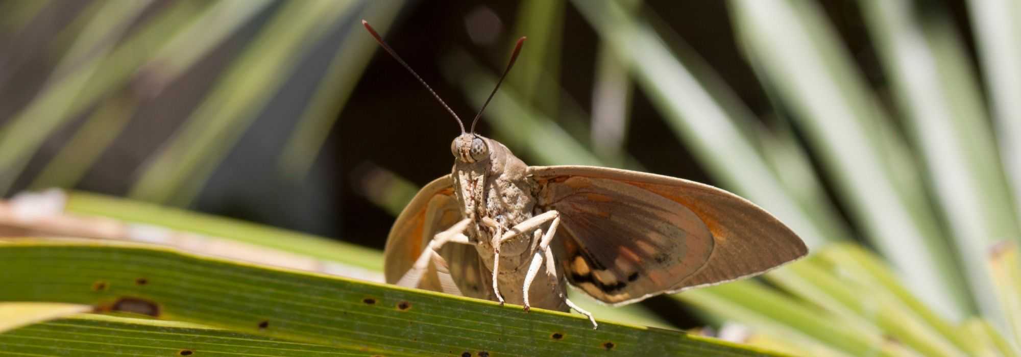 A mariposa do palmeiro, Paysandisia archon: combate, tratamento