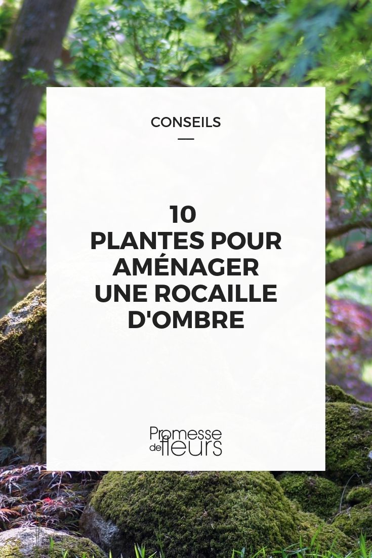 plantas perenes para zona rochosa sombreada