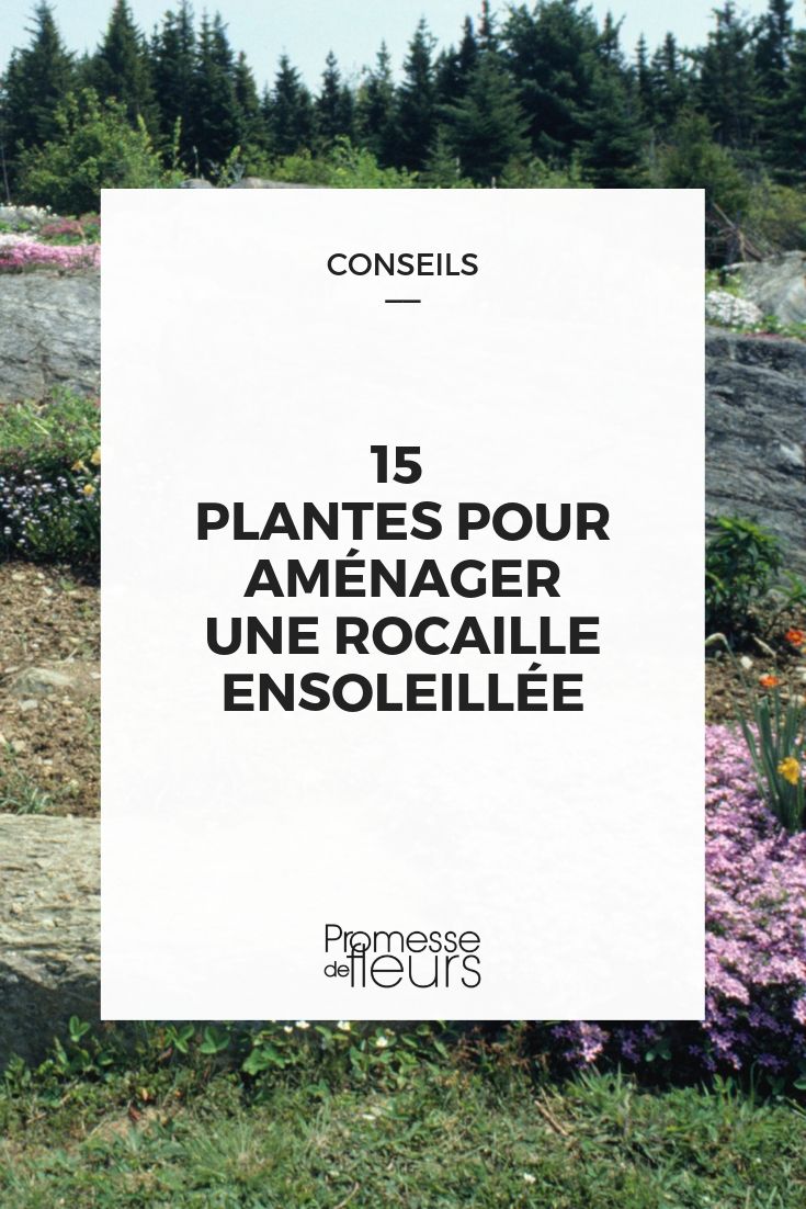 plantas para jardim de pedras