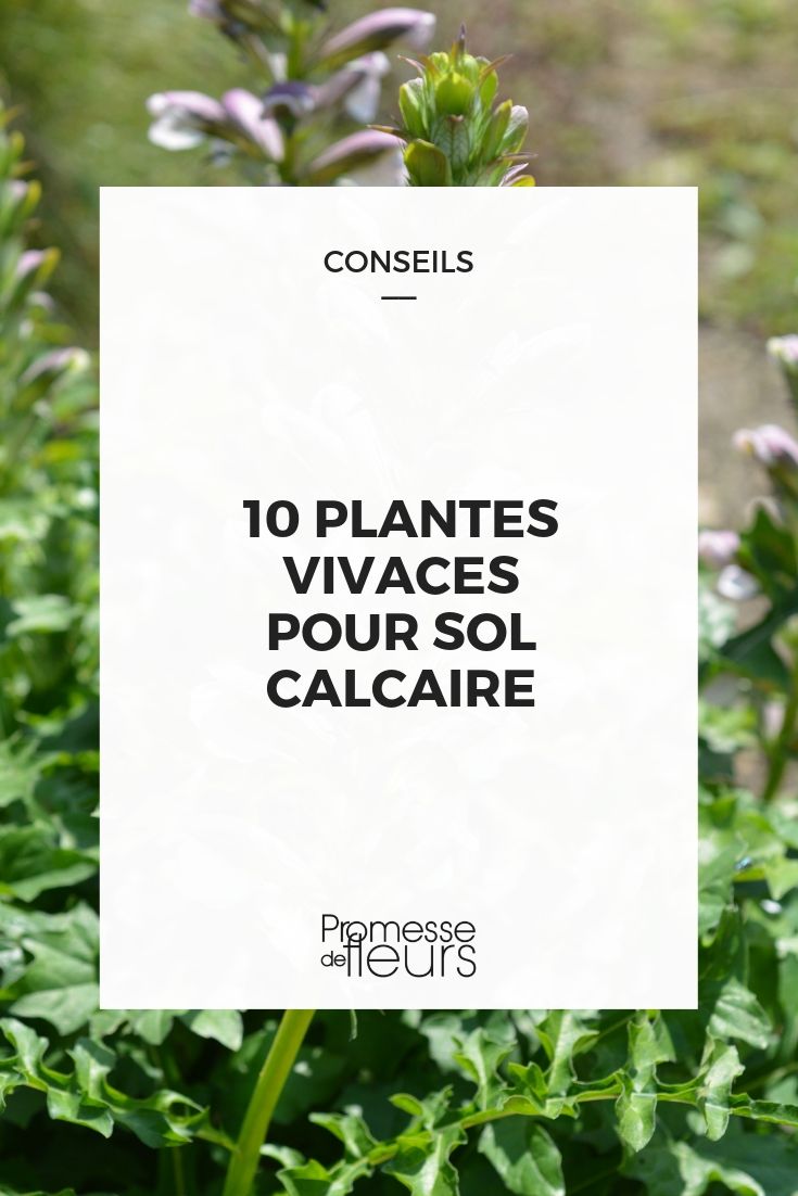 plantas perenes para solo calcário