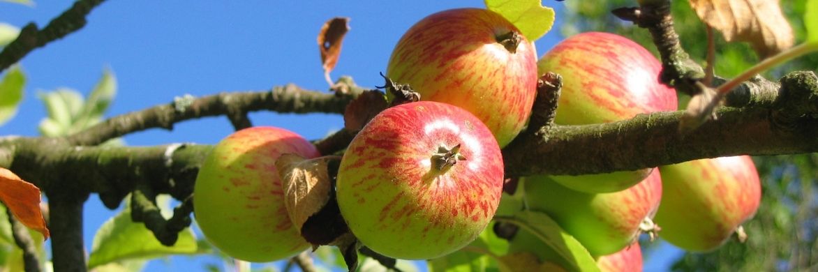 Macieira: plantar, podar e cuidar