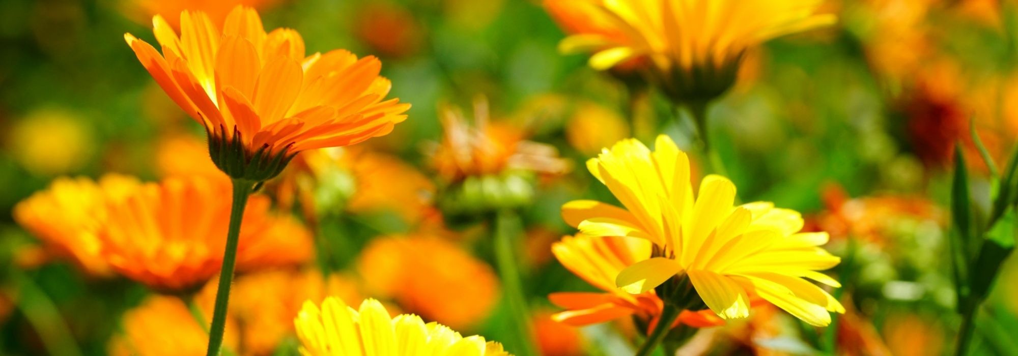 Calêndula : sementeira, plantação, cultivo