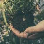Transplantar roseiras: quando e como?
