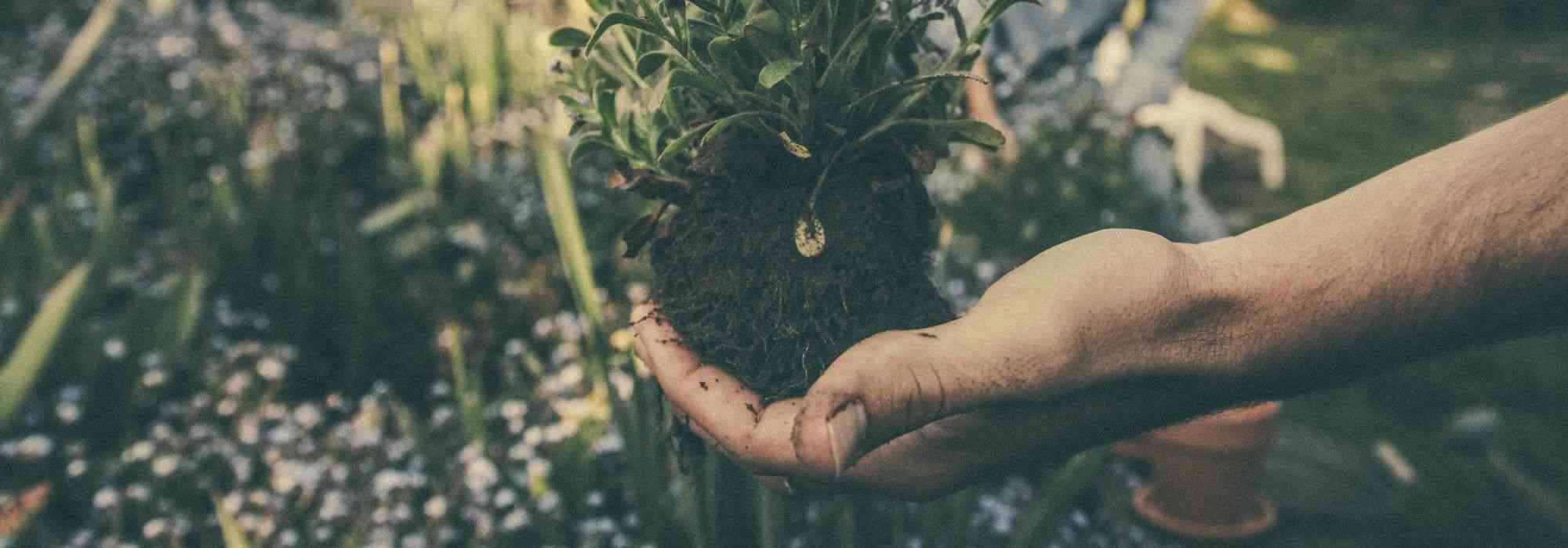 Transplantar roseiras: quando e como?