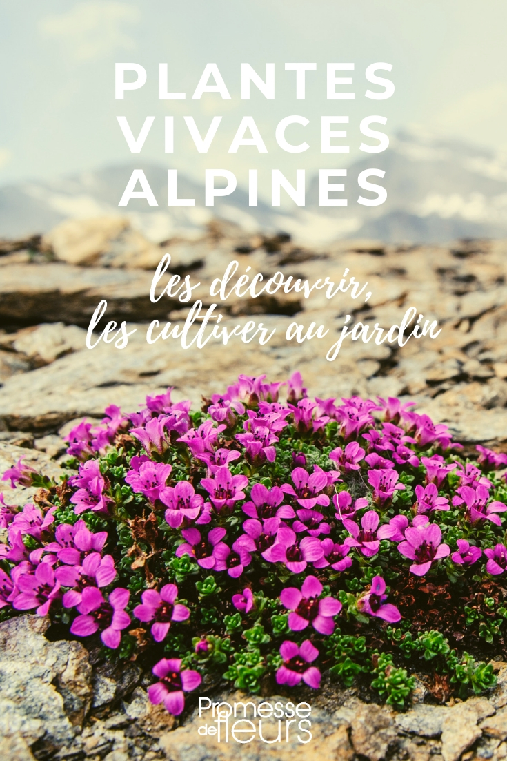 plantas perenes alpinas