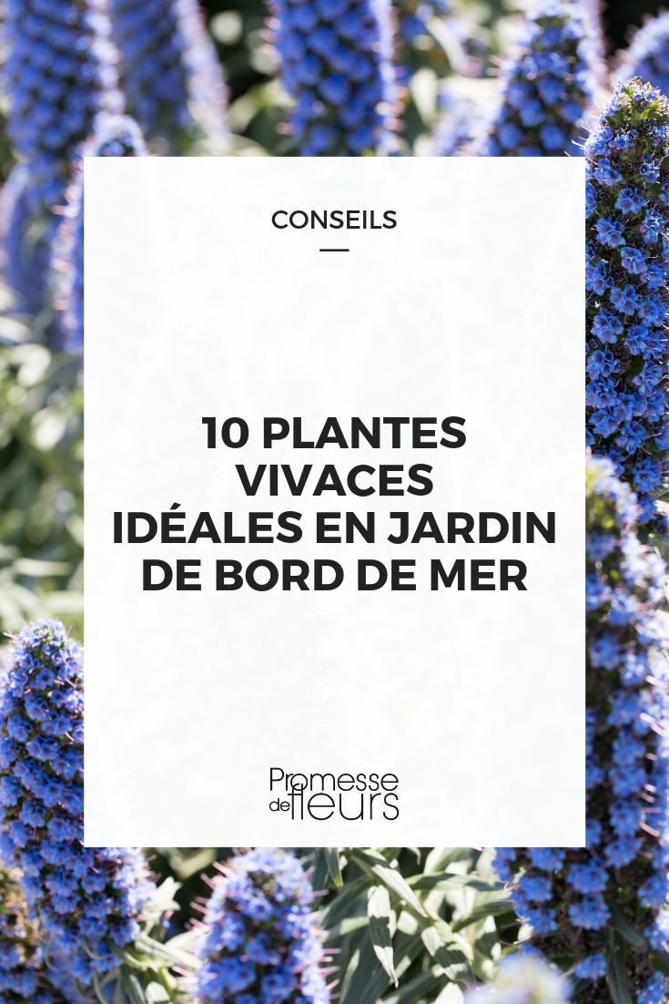 plantas perenes para jardim à beira-mar
