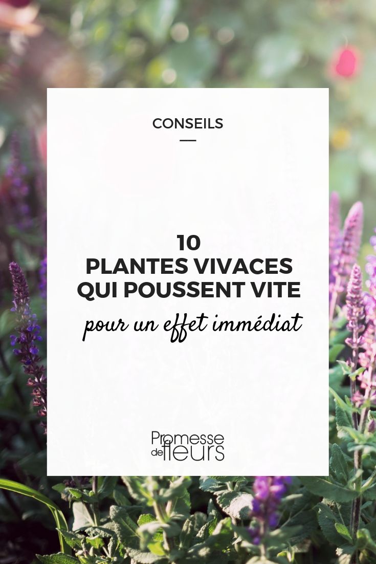 plantas perenes que crescem rapidamente