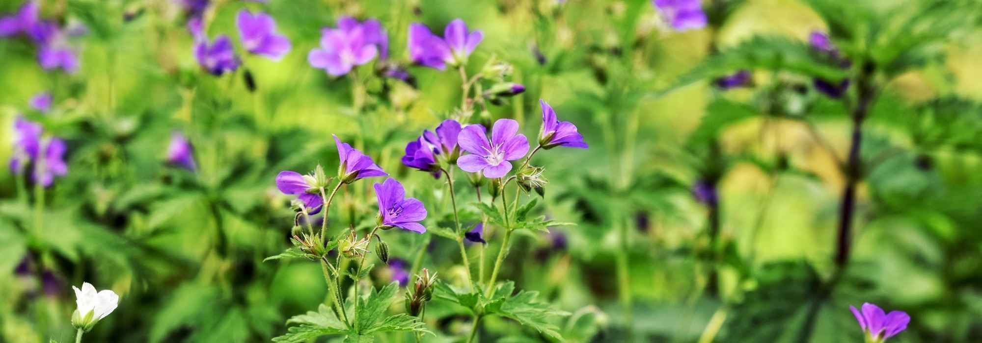 10 plantas perenes de crescimento rápido para um efeito imediato