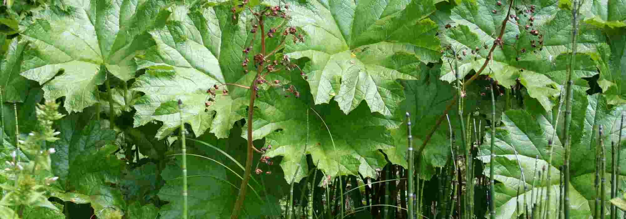 10 plantas perenes e bolbos gráficos para um jardim moderno e original