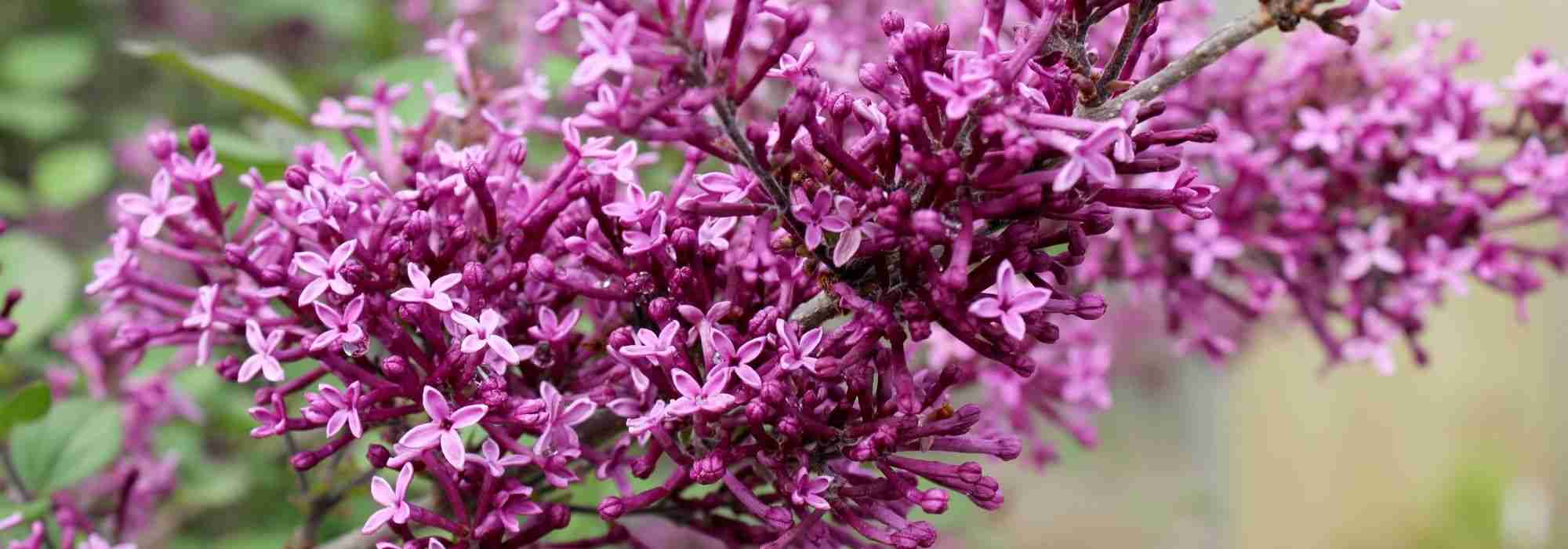12 arbustos perfumados para um jardim com fragrância durante todo o ano