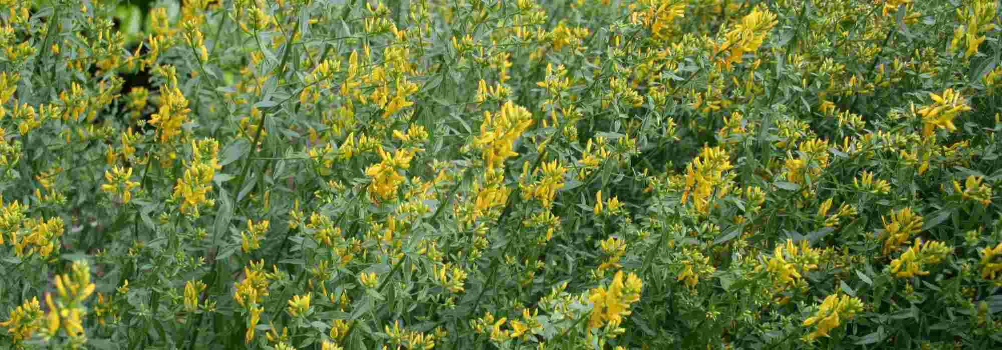 12 plantas tintoriais para tinturas vegetais