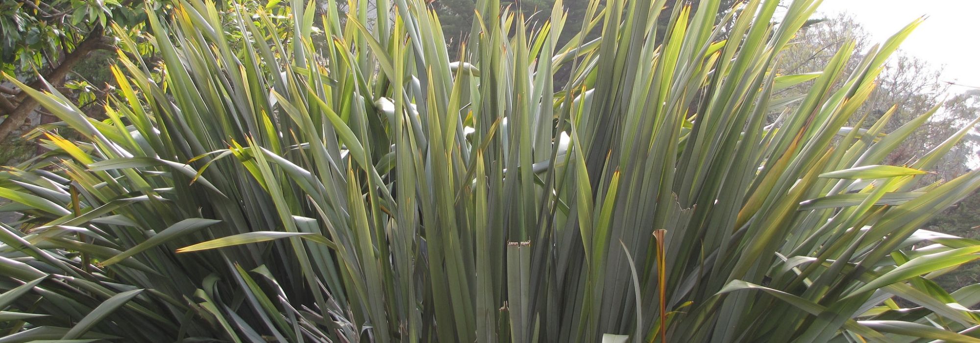 12 plantas perenes gigantes e imponentes