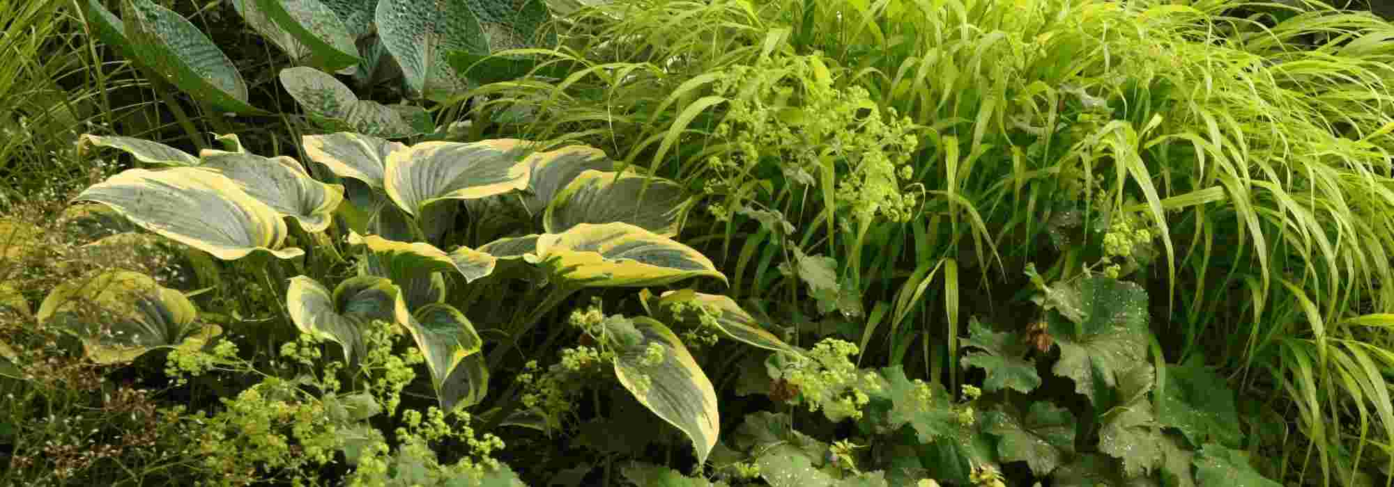 12 plantas perenes para solo pesado e húmido