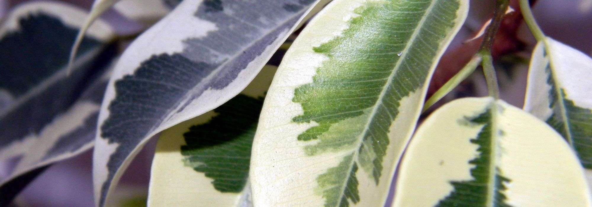 7 arbustos com folhagem variegada que não podem faltar no seu jardim