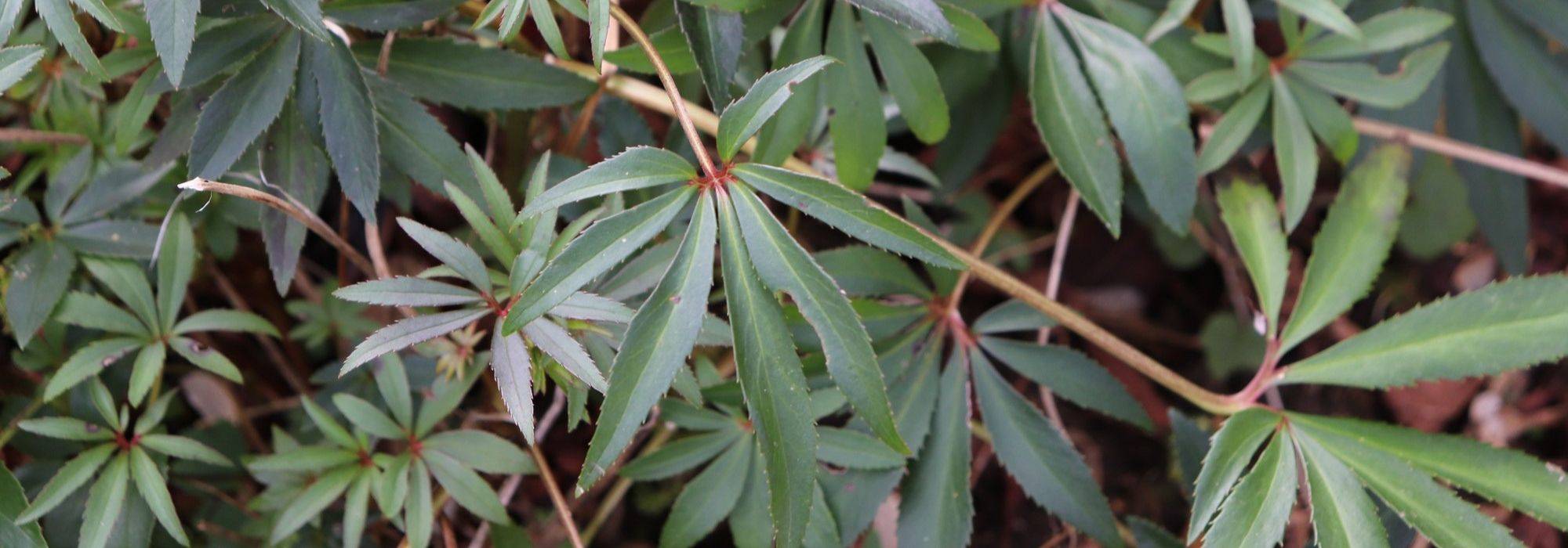 7 plantas perenes de folhagem persistente para ter no jardim