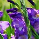 10 bolbos de verão para plantar na primavera