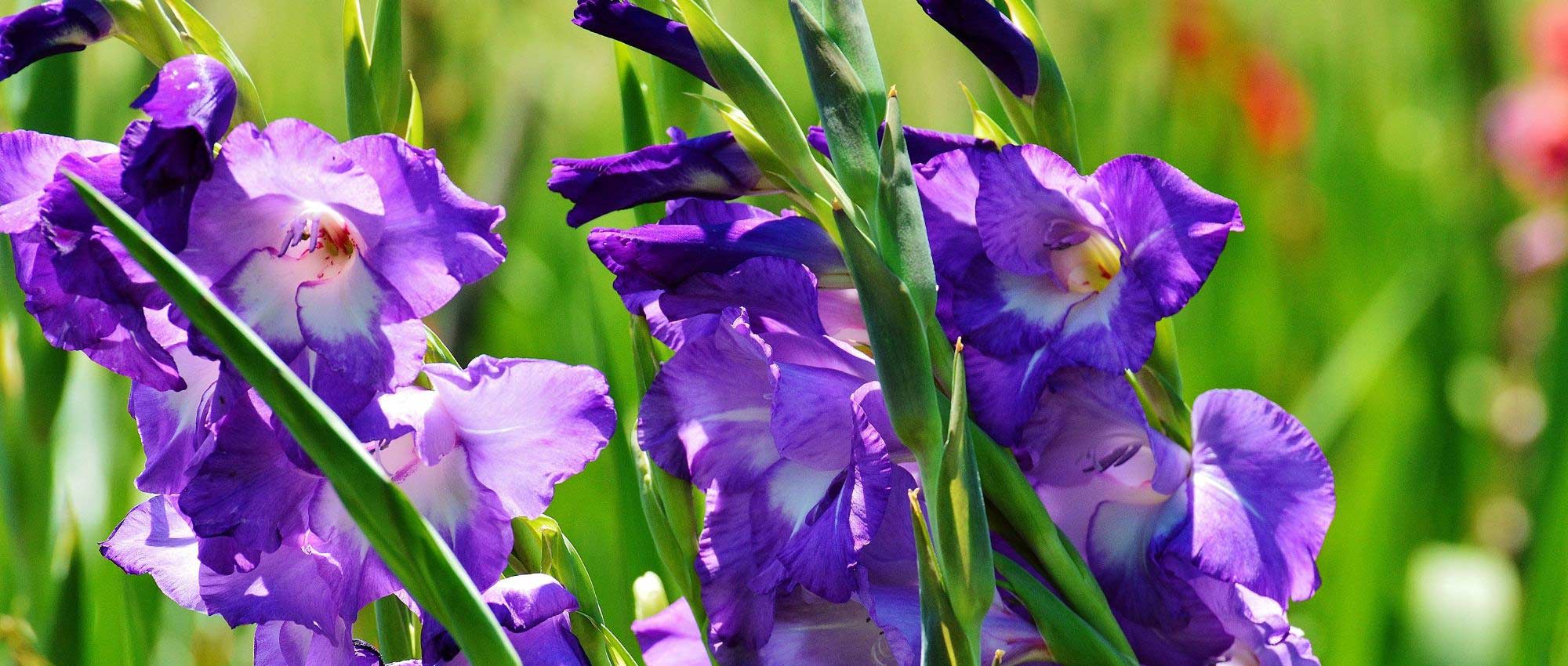 10 bolbos de verão para plantar na primavera