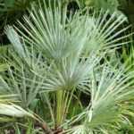 Chamaerops, palmeira-anã: plantar, cultivar e tratar