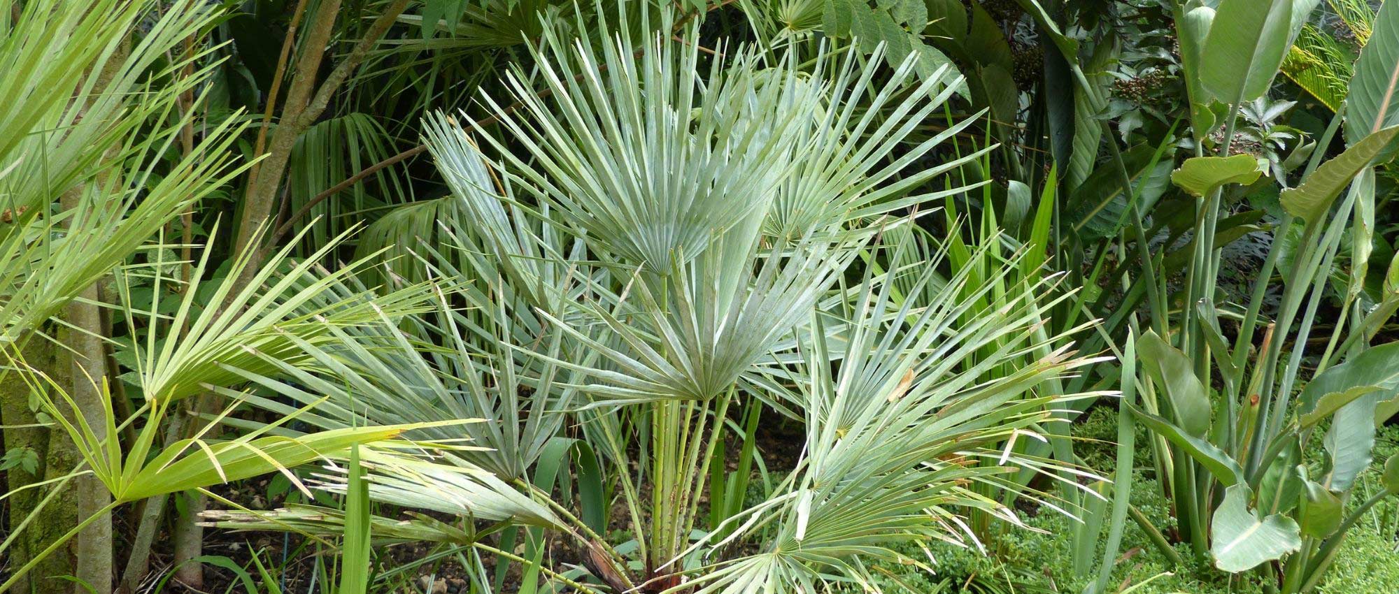 Chamaerops, palmeira-anã: plantar, cultivar e tratar