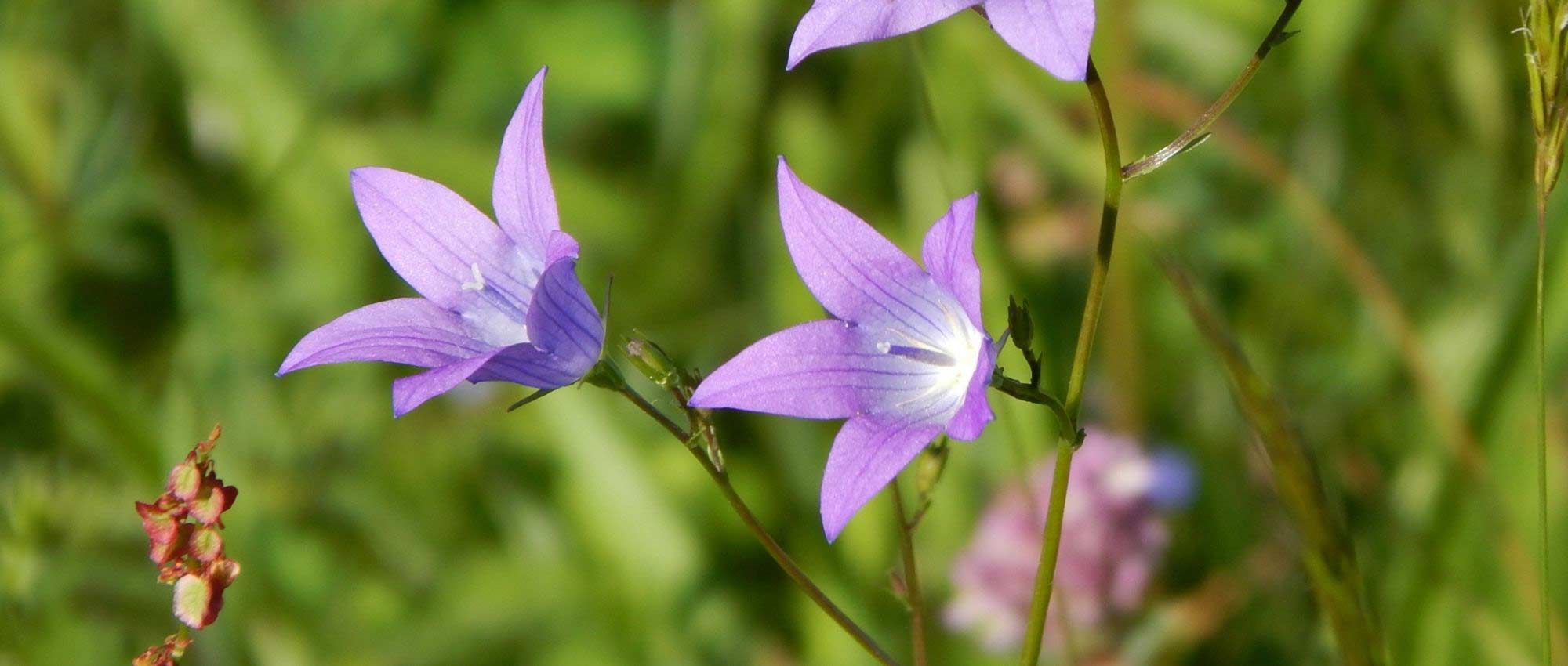 Jardinar em solo calcário: conselhos e plantas adaptadas
