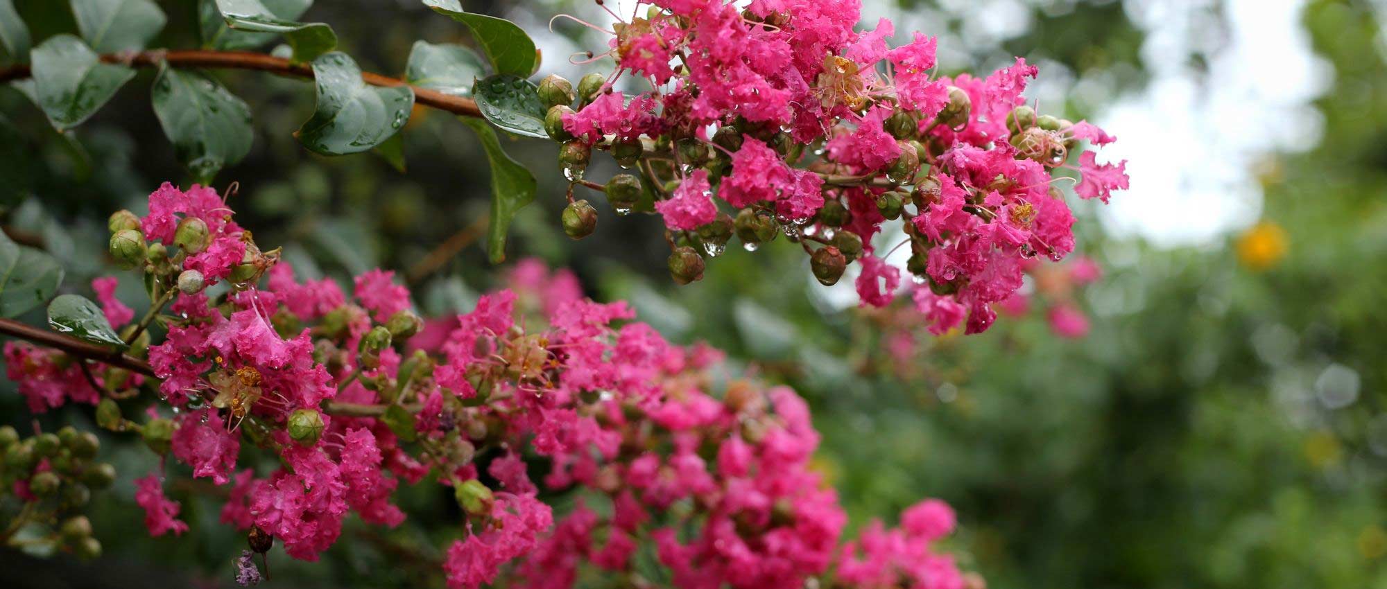 Extremosa, Lagerstroemia: 6 ideias de associações bem-sucedidas!