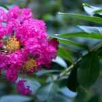 Extremosa, lagerstroemia: 6 variedades anãs perfeitas para a cultura em vaso