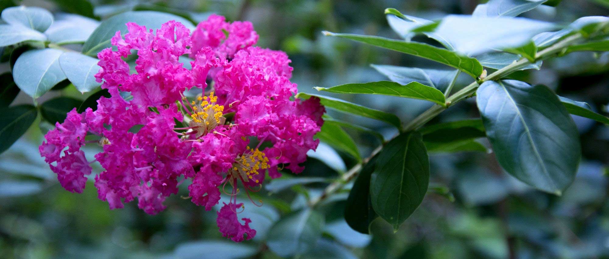 Extremosa, lagerstroemia: 6 variedades anãs perfeitas para a cultura em vaso