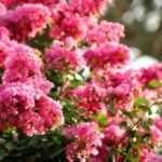 Extremosa, Lagerstroemia: que variedade escolher?
