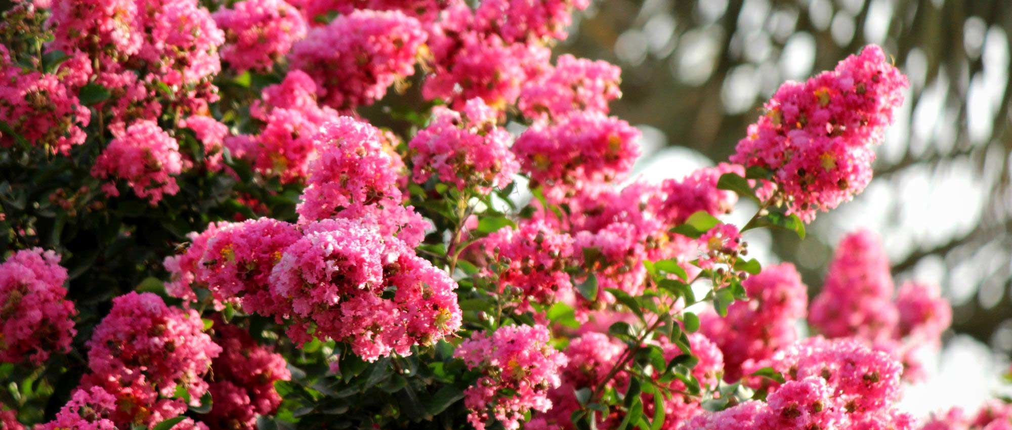Extremosa, Lagerstroemia: que variedade escolher?