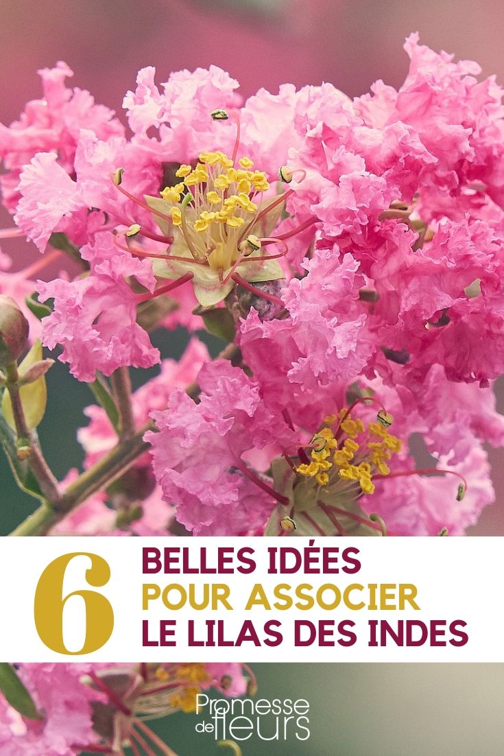 Extremosa: ideias para associar ao jardim