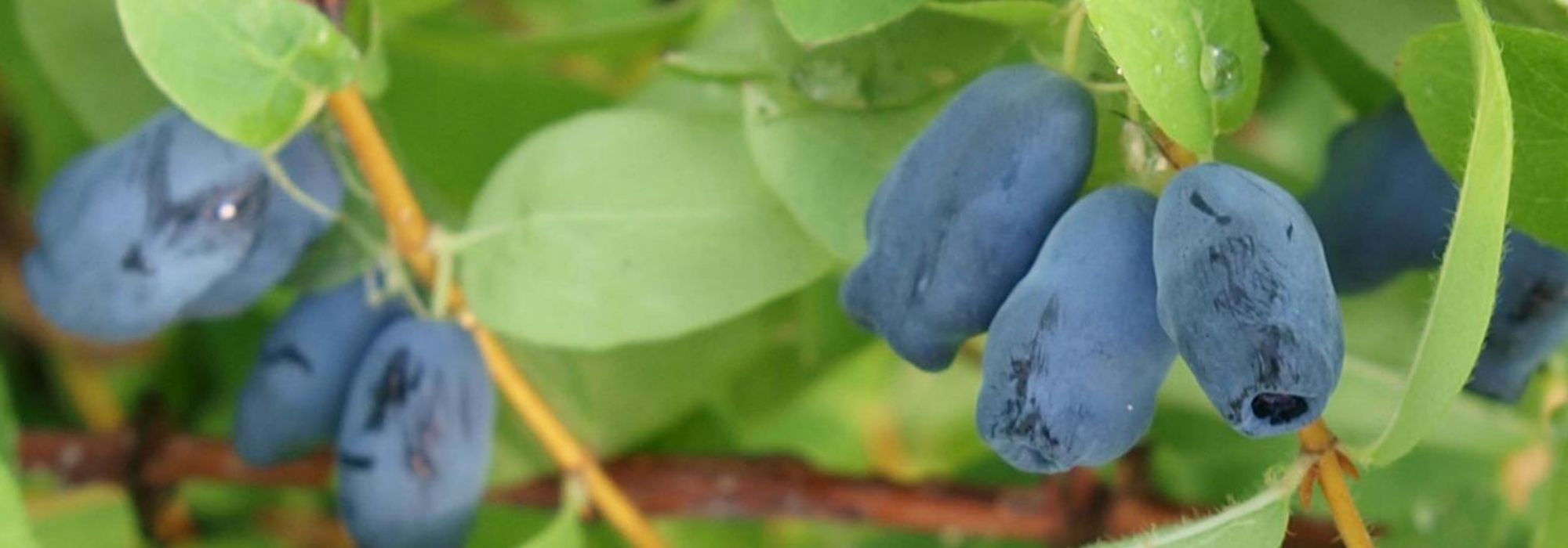 Madressilva-azul: plantação, cultivo, manutenção